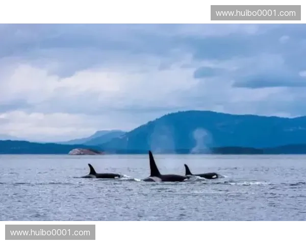 纵览2017全球主要足球联赛排名走势深度全景权威解析全面导读